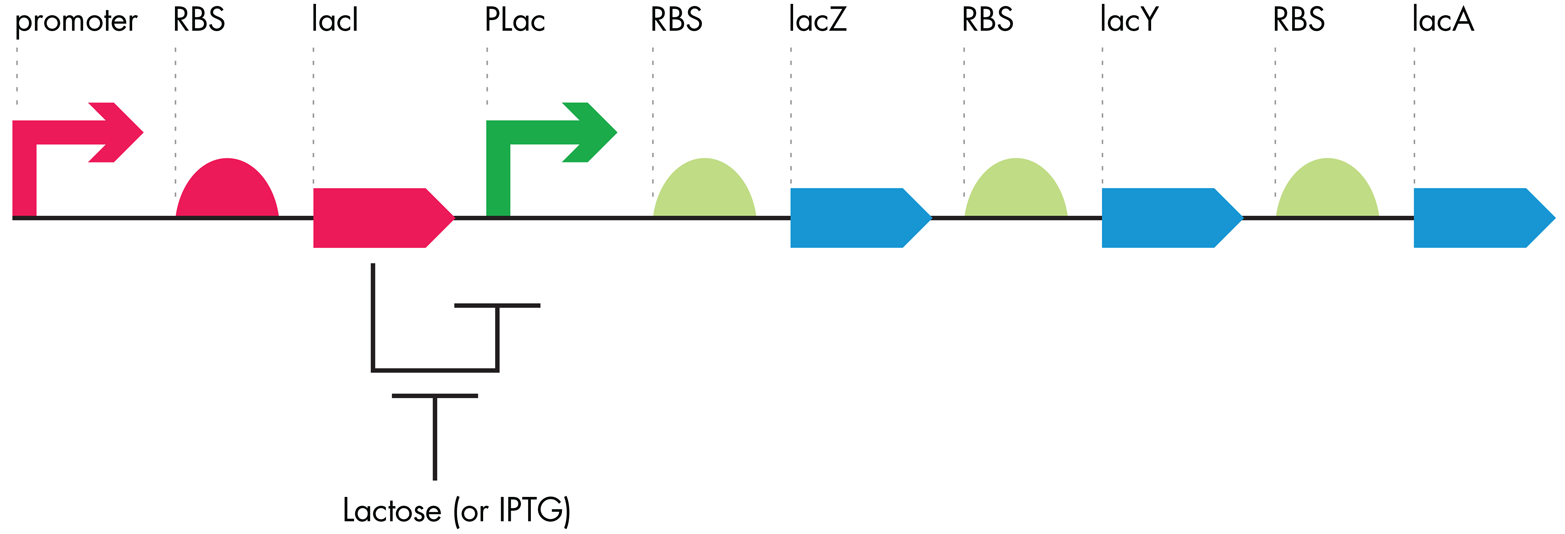 Lac operon regulation. The lacI ORF codes for a transcriptional repressor that blocks the Plac promoter and therefore blocks the expression of the entire operon. Lactose, or its analog IPTG, inhibits the LacI repressor protein, allowing the Plac promoter to function and relieving inhibition of the downstream operon.
