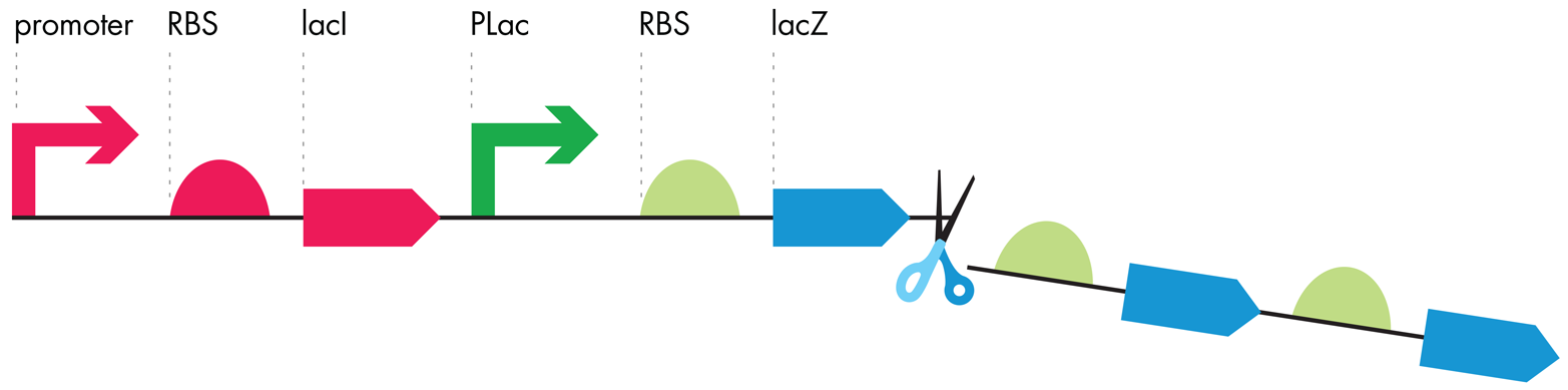 Modification of the lac operon. Genetic constructs, such as the ones that are studied in the iTune Device activity, have the second and third RBS-ORF pairs removed. The resulting gene expression unit bears a single promoter-RBS-ORF.