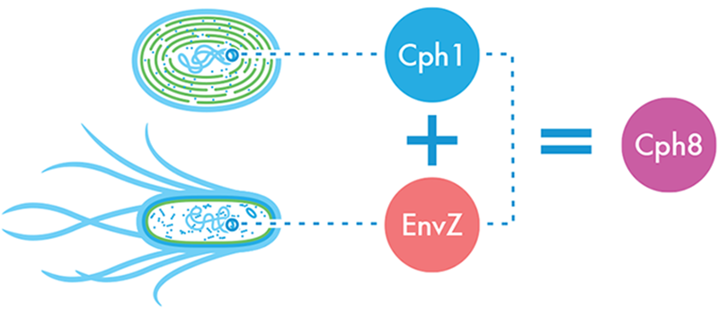 The light-sensing Cph8 fusion protein. A light-sensing protein from cyanobacteria, Cph1, was fused with the portion of the E. coli protein EnvZ that phosphorylates OmpR, creating a novel protein, Cph8, that takes light as an input and outputs a signal that can be understood by the Pomp-lacZ color-generating device.