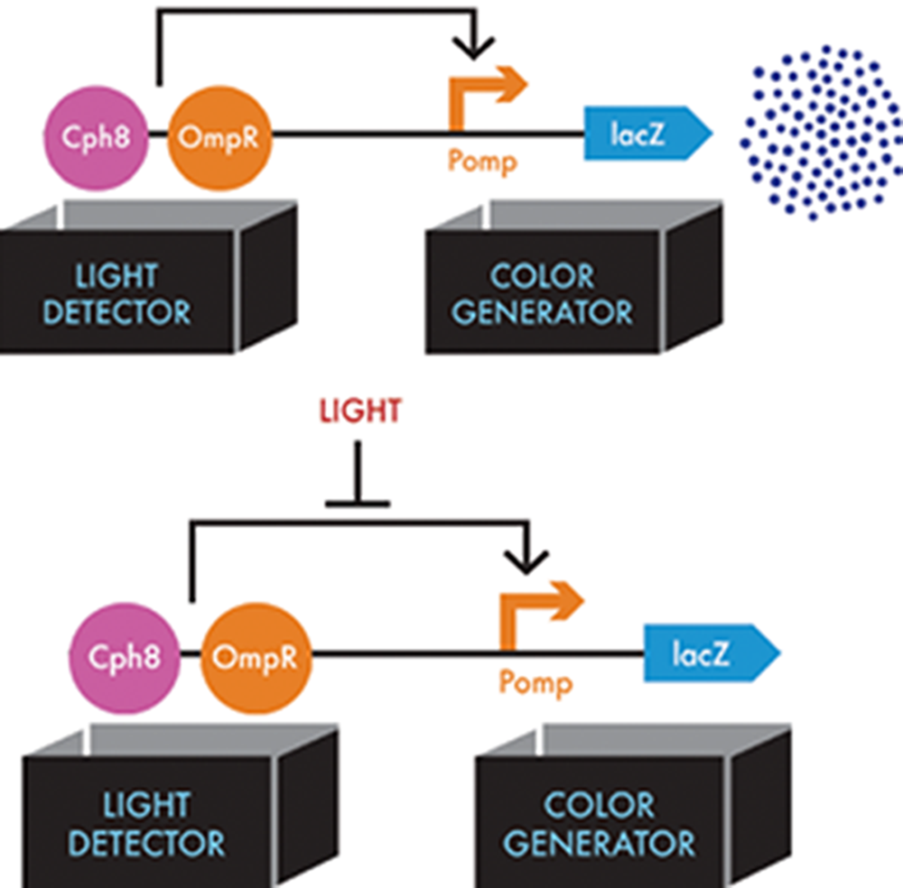 Information flow through the bacterial photography system. The light detector consists of the Cph8 fusion protein (pink circle) and the cell’s natural copy of OmpR (orange circle), which the Cph8 activates. In the top figure, activated OmpR can then bind to the Pomp operator (orange bent arrow) in the color generator device, which results in lacZ expression (blue dart). In the bottom figure, when light shines on the system, this interaction of OmpR with Pomp is blocked (flat-headed arrow).