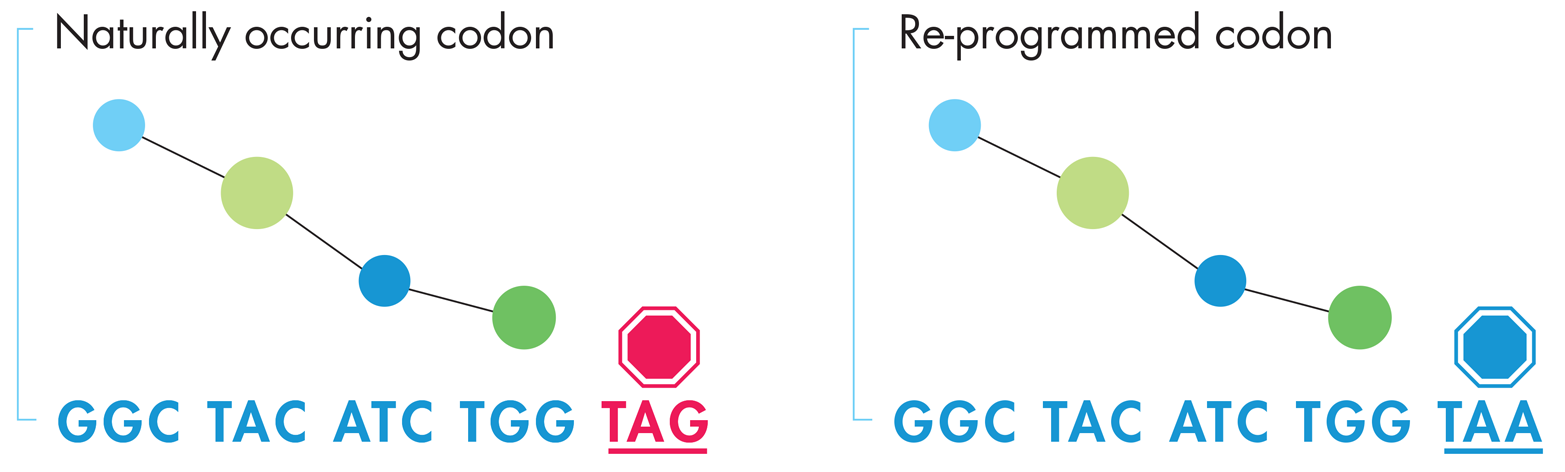 One approach to generating orthogonal DNA. The naturally occurring DNA sequence on the left codes for four amino acids, represented by the blue and green balls above the sequence, ending with a TAG stop codon. By converting the DNA’s naturally occurring TAG stop codons (left) to TAA stop codons (right) the protein product is unchanged but the cells expressing this genetic code can be reengineered toward an orthogonal genome by re-assigning the TAG codon to an unnatural amino acid.