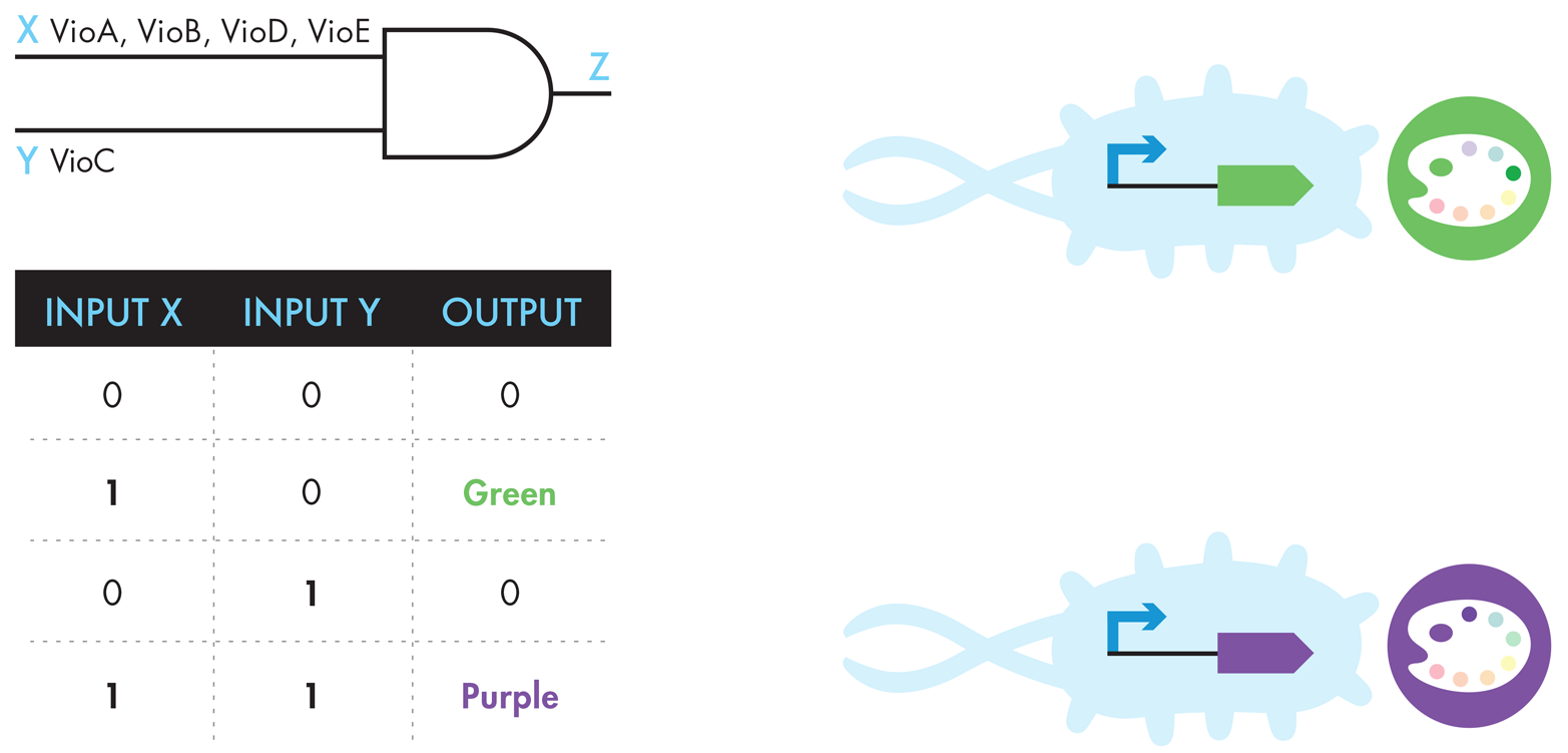 Different representations of the violacein-related systems. The logic-gate representation (upper left) shows how input X (VioA, B, D, and E) and input Y (VioC) must be present to generate purple output Z. The modified truth table (lower left) shows that input X alone can create green output, while input Y alone does not generate output, and input X and input Y generate purple output. The genetic schematics to the right show that a promoter upstream of a green-generating device, which consists of VioA, B, D, and E, creates green pigment, and a promoter upstream of the purple-generating device, which consists of VioA, B, C, D, and E, creates purple pigment.