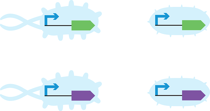 Color-generating devices in different chassis. You will insert identical devices into different chassis (left versus right) and investigate their behavior.
