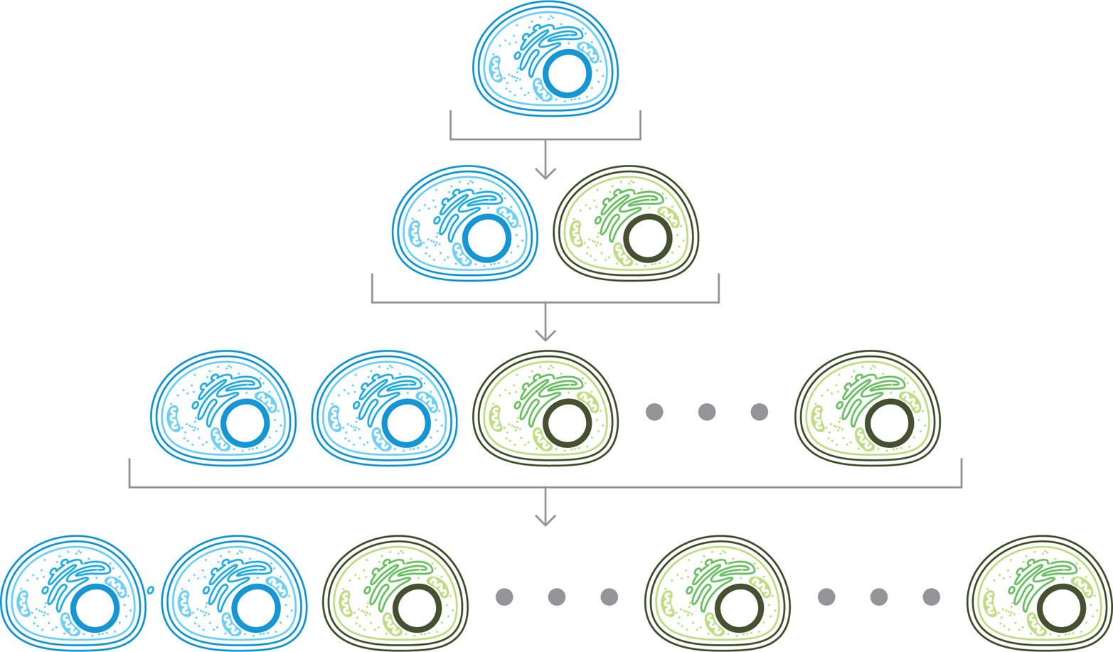 Generational variability. Division of an engineered cell (top, blue) can give rise to an exact copy (second row, blue) or a mutated variant (second row, green) that might not carry out the desired function. If the variant is more robust, it can take over the population after a few rounds of division, as shown in the bottom row.