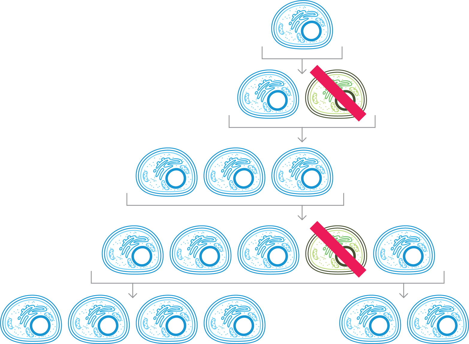 A self-correcting system. Division of an engineered cell (top, blue) can create an exact copy (second row, blue) or it can lead to the production of a genetic variant (second row, green) that may not carry out the desired function. To keep these undesired variants from persisting in the population, engineers can design components to kill these cells, as indicated by the red line, to ensure that the system functions reliably.