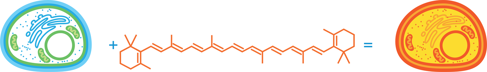 VitaYeast design. Engineering baker’s yeast (left) by adding an enzymatic pathway that synthesizes β-carotene (middle) results in a novel, orange-colored, β-carotene synthesizing yeast that can be used for baking.