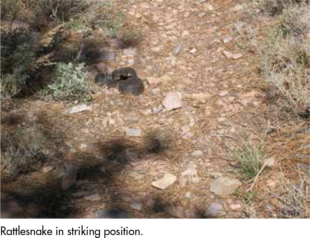 Rattlesnake in striking position.