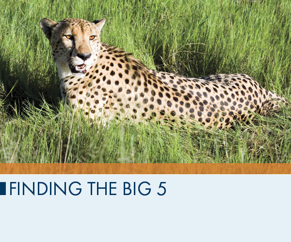 Finding the Big 5