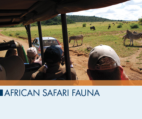 African Safari Fauna