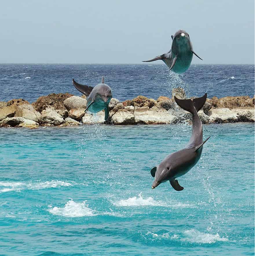 Curacao_Sea_Aquarium_Dolphin_Show_Caribbean_EC