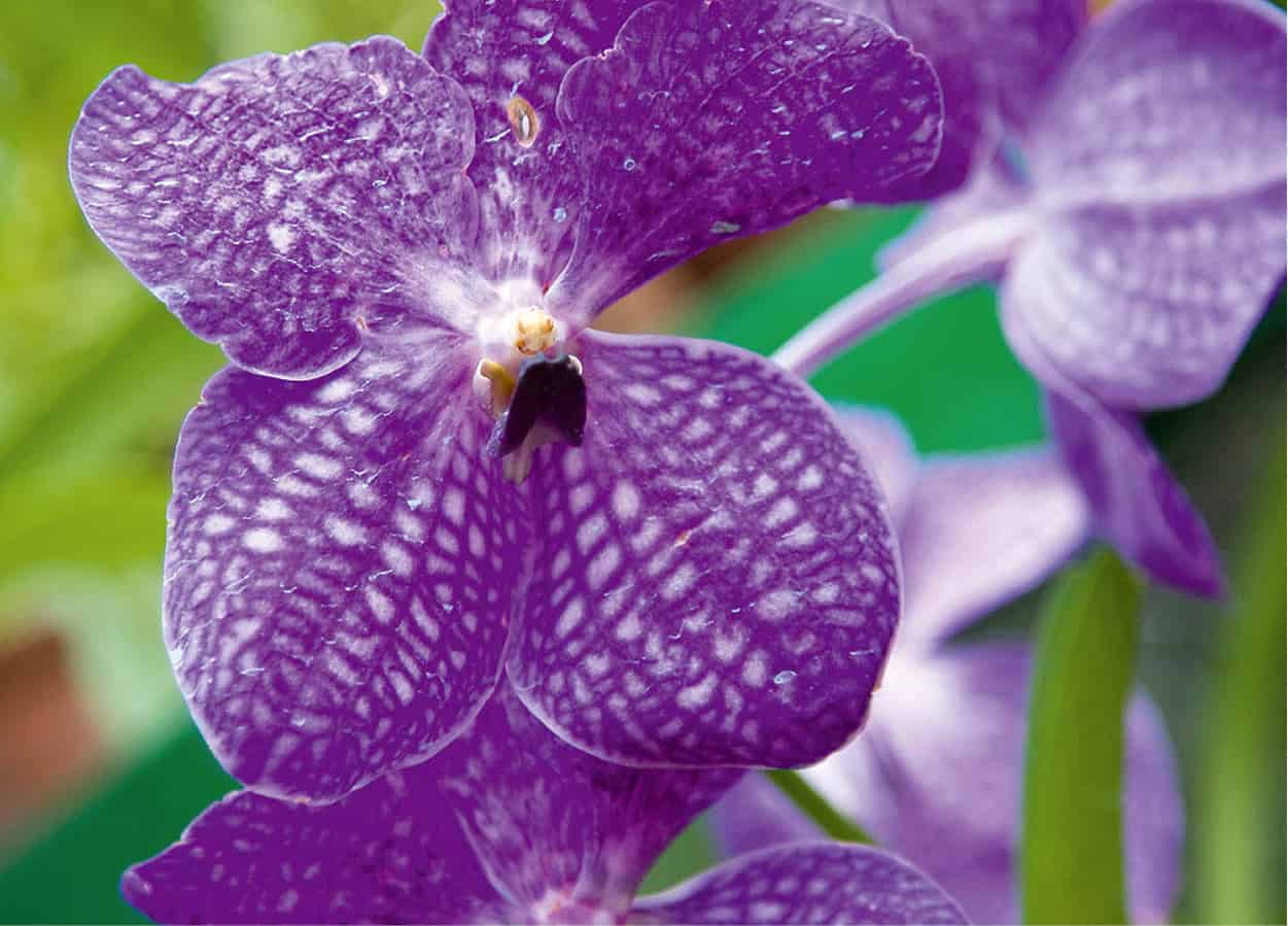 bigstock-Blue-Orchid-Flowers-33502274_SriLanka_EC
